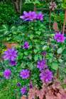 USA, Washington State, Sammamish. Clematis growing in pots in garden Art Print